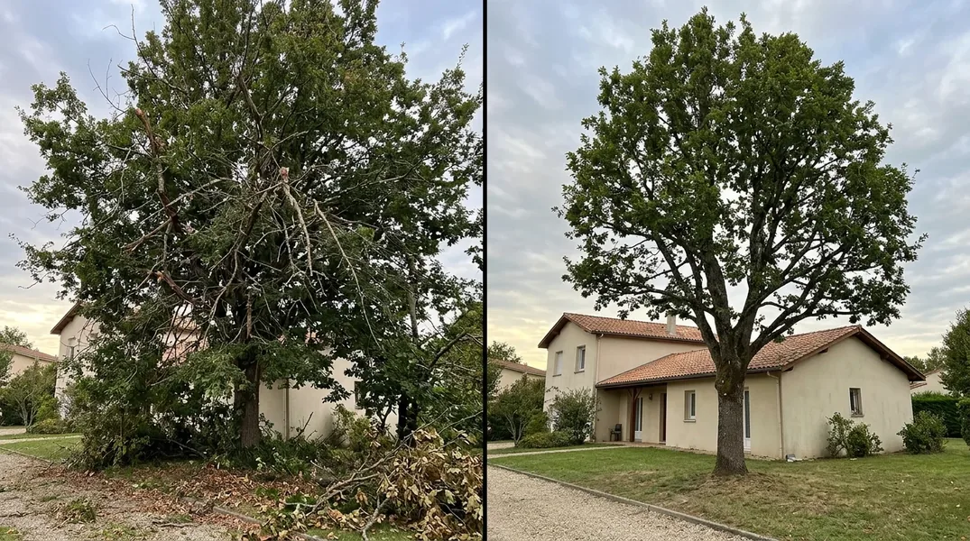 Résultat élagage dans le Loiret — Elagage Orléans